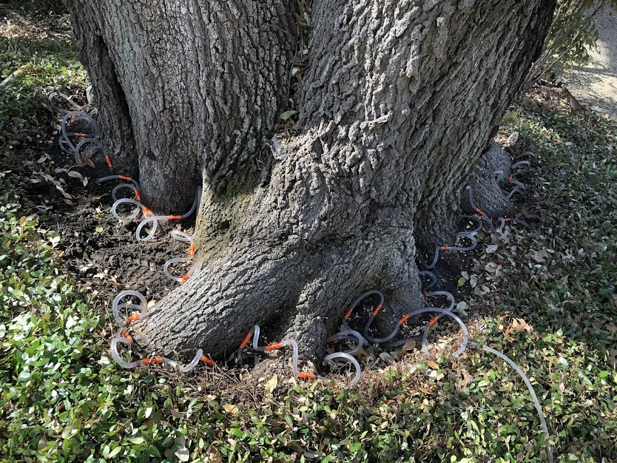 Detailed Tree Cabling and Bracing job site in Lake Ariel