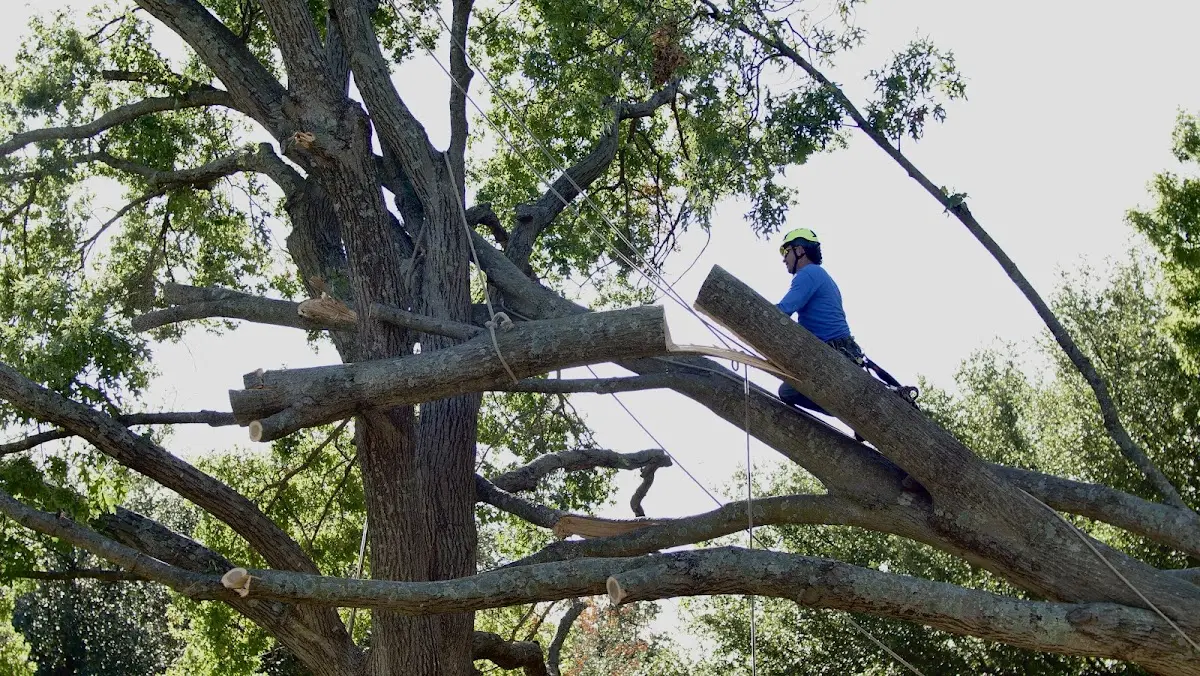 Professional Crown Thinning performed by certified arborists in Lake Ariel