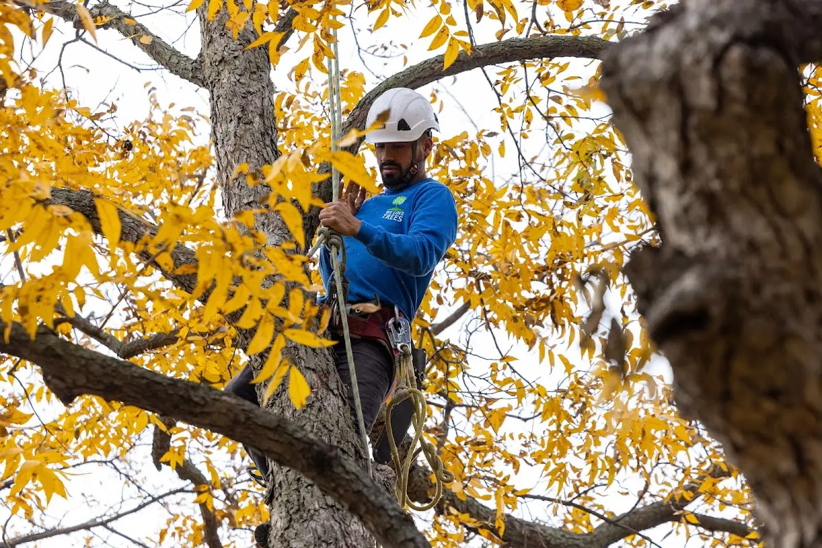 Skilled Tree Pruning crew working in Lake Ariel