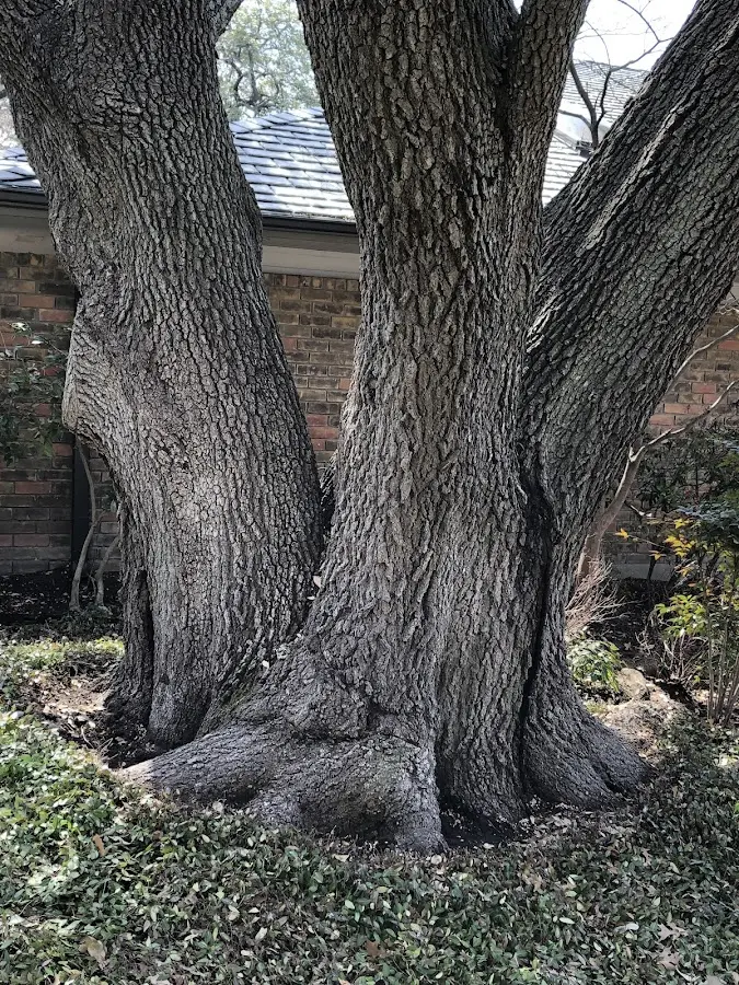 Mature heritage tree close to a Lake Ariel property cared for by certified arborists